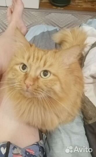 Кот, помесь с мейн- кун бесплатно