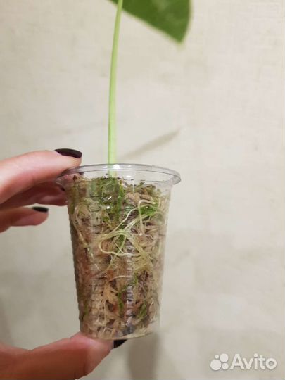 Алоказия Фрайдек вариегатная