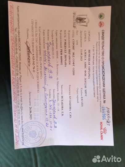 Немецкая овчарка