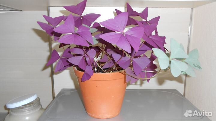 Кислица оксалис