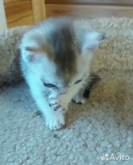 Очаровательные малыши