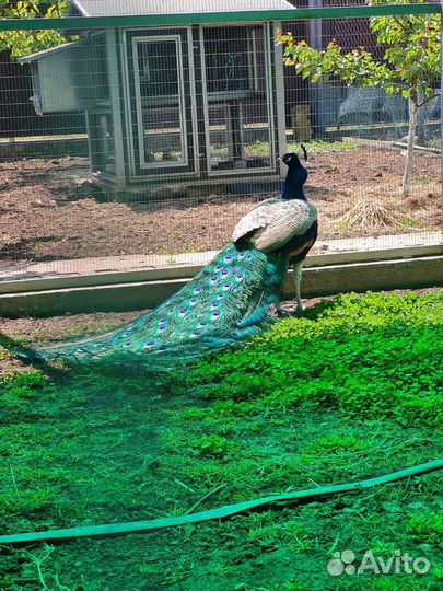 Инкубационное яйцо индийского павлина