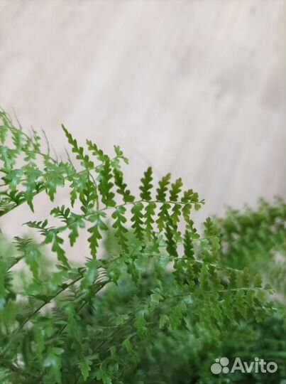 Папоротник комнатный большой