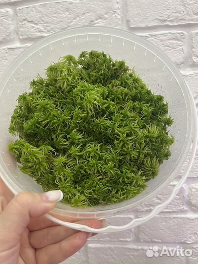 Мох сфагнум для комнатных растений