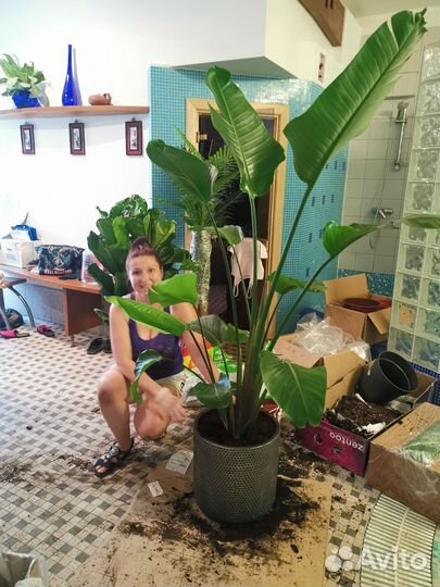 Стрелиция. Банановое дерево. Пальма, деревья, от