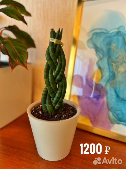 Комнатные цветые и растения