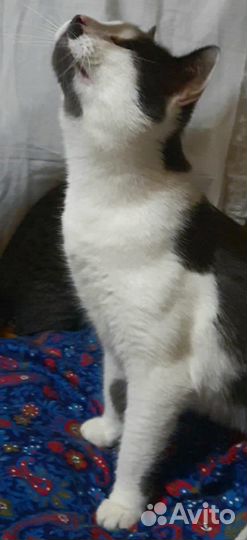 Черно-белый метис