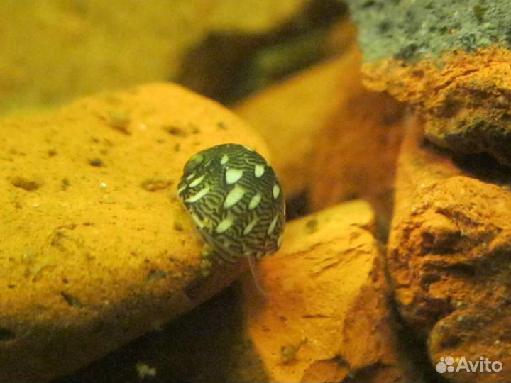 Теодоксус улитка