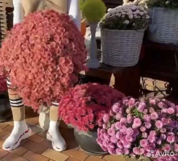 Хризантемы мультифлора