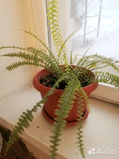 Папоротник нефролепис