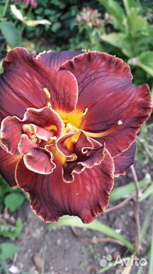 Лилейники сортовые разные свои