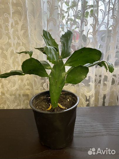 Кактус опунция