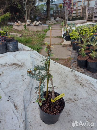 Picea pungens 'Glauca Pendula 25-30см