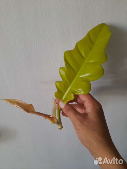 Филодендрон