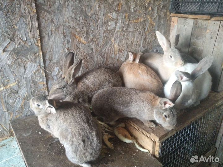 Продам кроликов