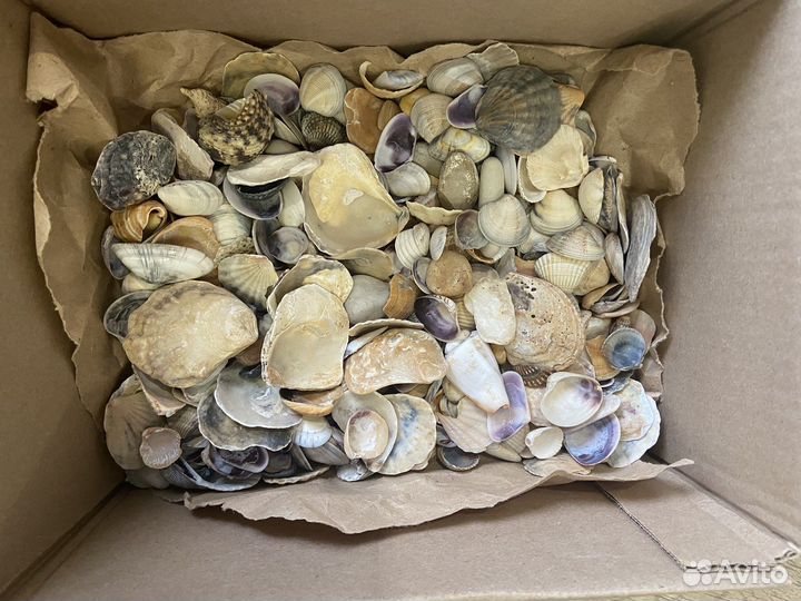 Ракушки для декора/аквариума