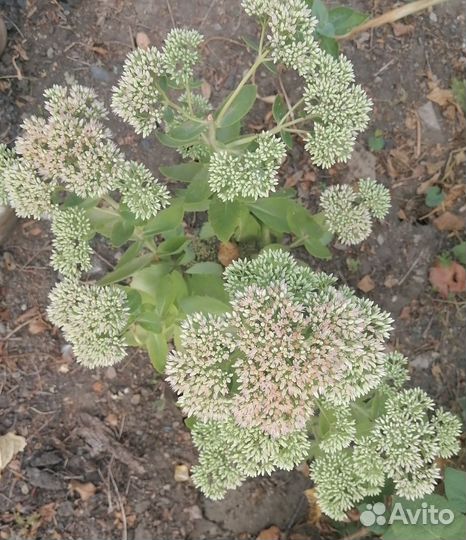 Заячья капуста очиток