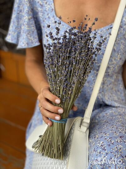 Лаванда для декора и флористов