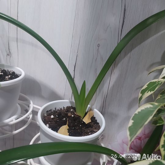 Продам деток гиппеаструма