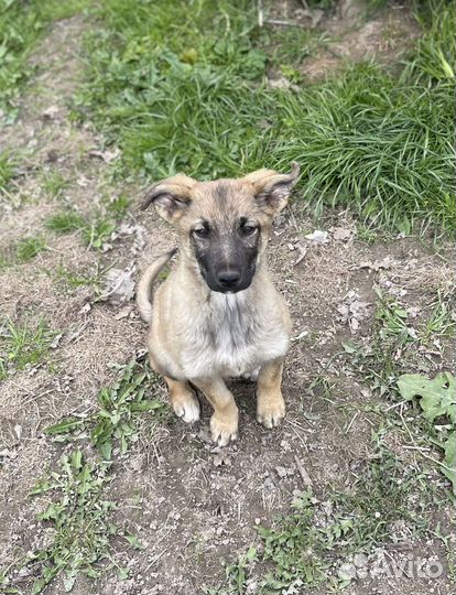 Маленькая собачка-щенок в добрые руки