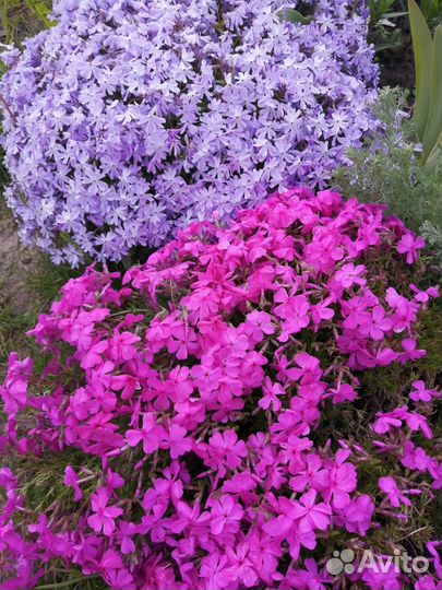 Шиловидные флоксы и камнеломки