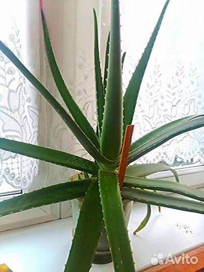 Алоэ вера столетник