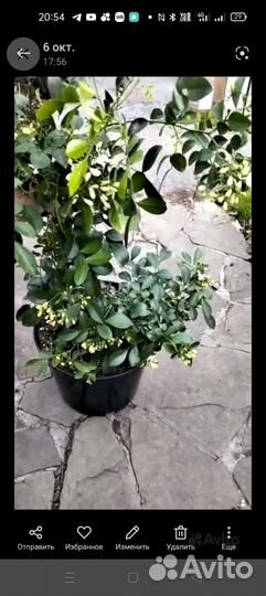 Саженцы Муррайи Метельчатой