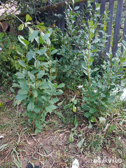 Саженцы вишни, сливы и малины