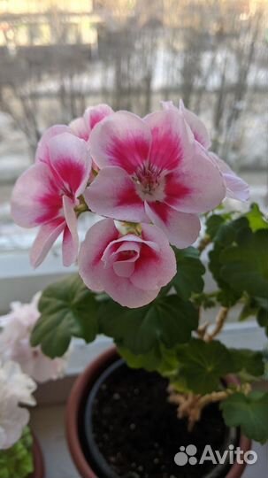 Пеларгонии сортовые