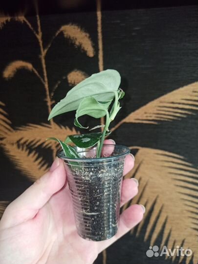 Сциндапсус Silver prince