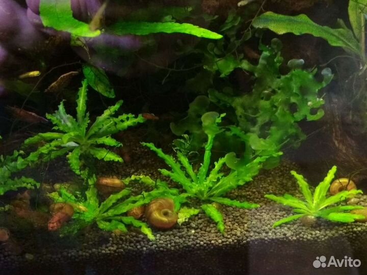 Аквариумные растения