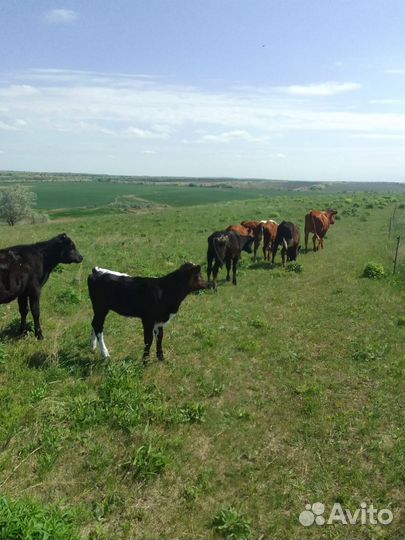 Коровы телята