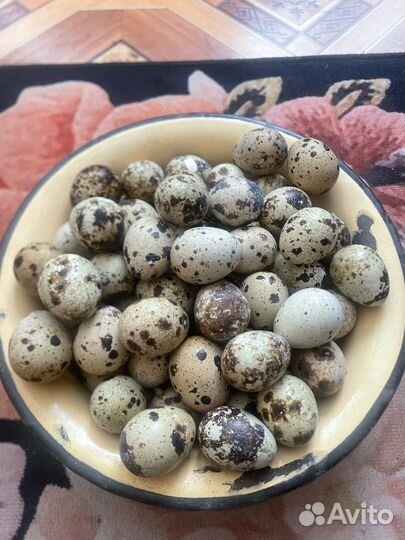 Яйца перепелиные домашние