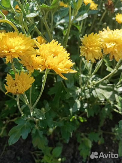 Хризантема, цветы для дачи