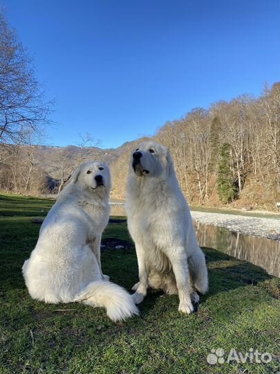 Продам щенков маремма