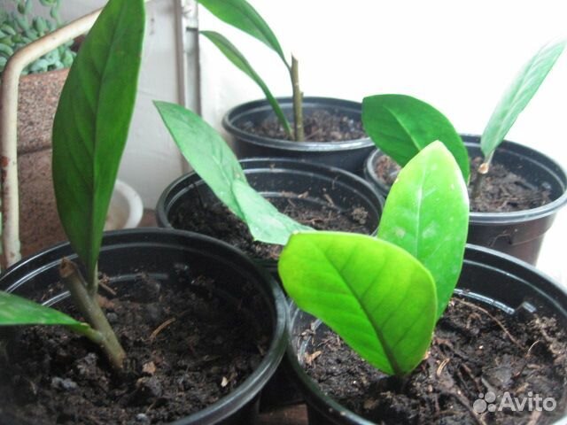 Замиокулькас