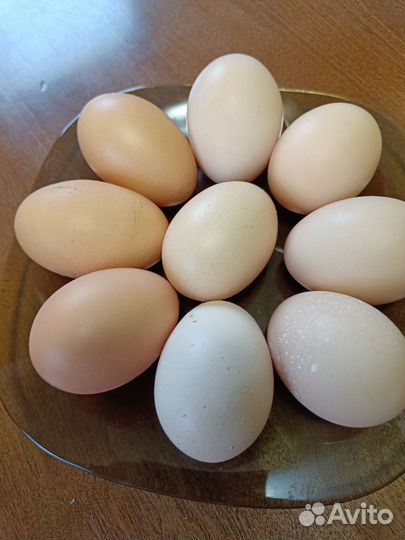 Яйцо домашнее