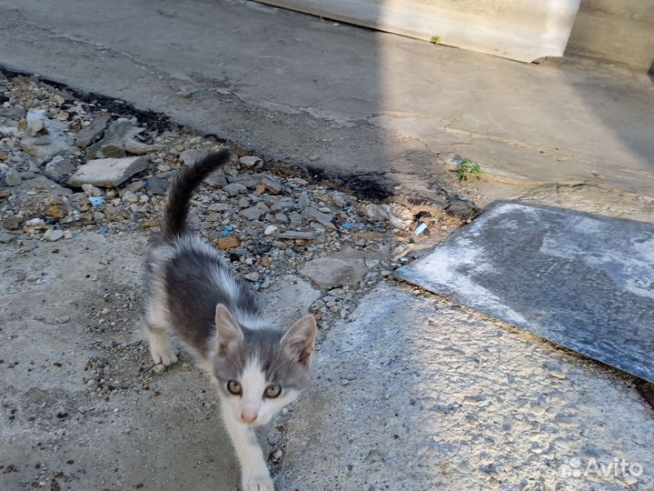 В Добрые руки котёнок девочка 2 месяца