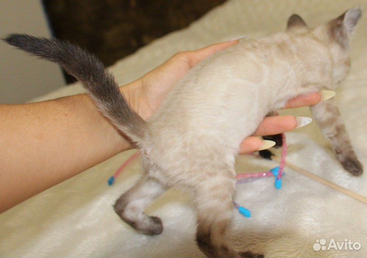 Снежный мальчик