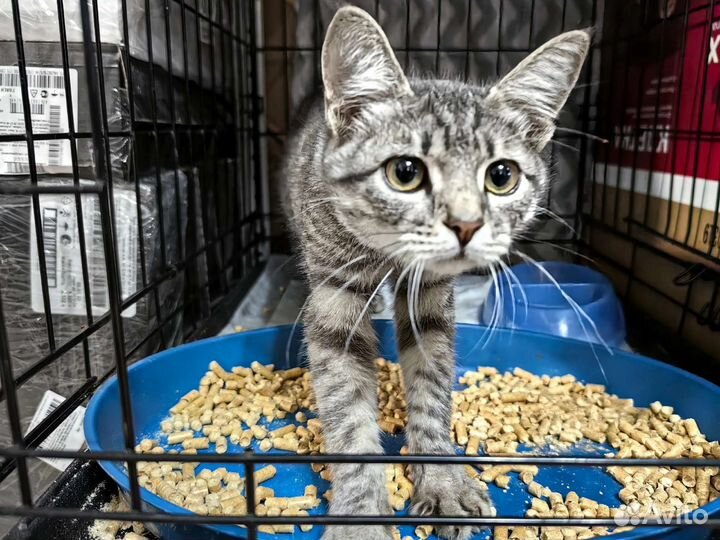 Котёнок окраса вискас