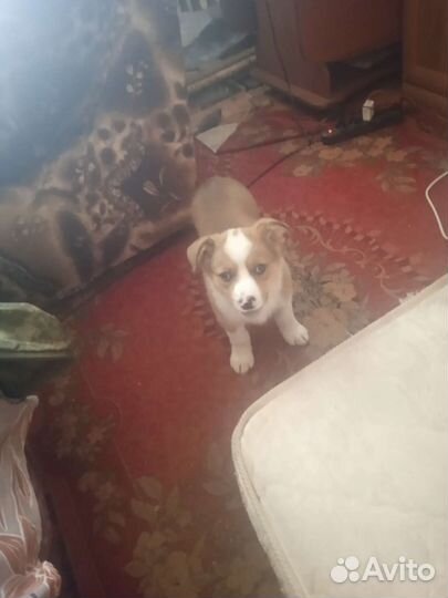 Щенок в добрые руки бесплатно