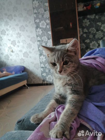 Британская кошечка
