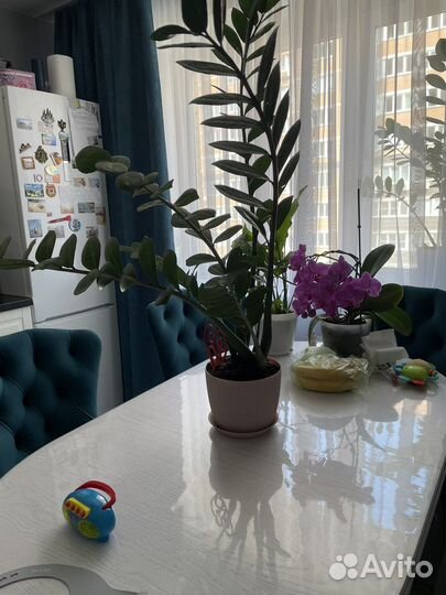 Замиокулькас