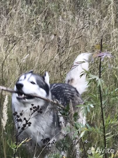 Потерялся хаски