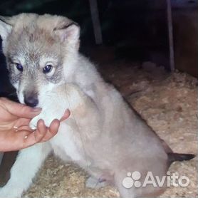 Западно-сибирская лайка ЗСЛ кобель для вязки