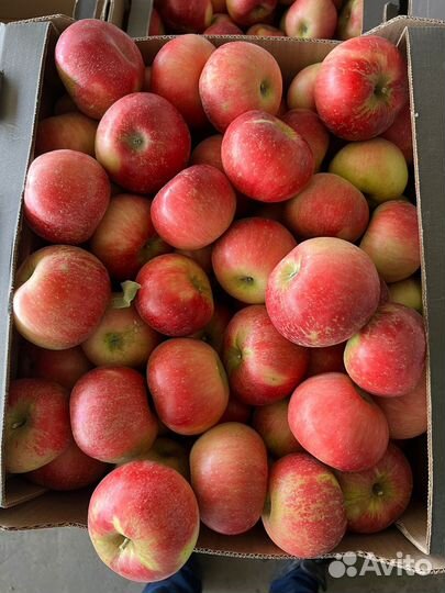 Яблоки дискавери