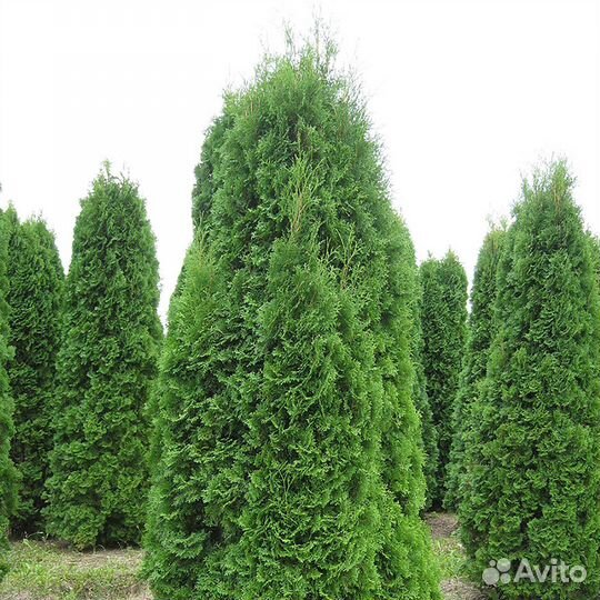 Туя Колумна Западная 1,4-1,6 м