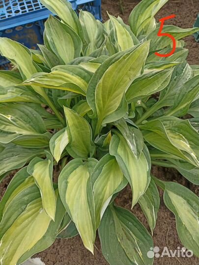 Хоста растение