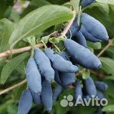 Бакчарская-жимолость