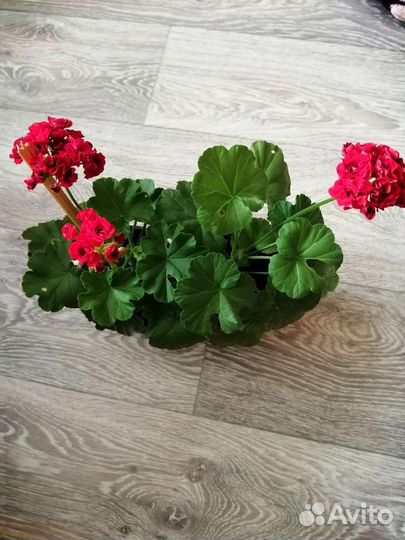 Комнатные цветы